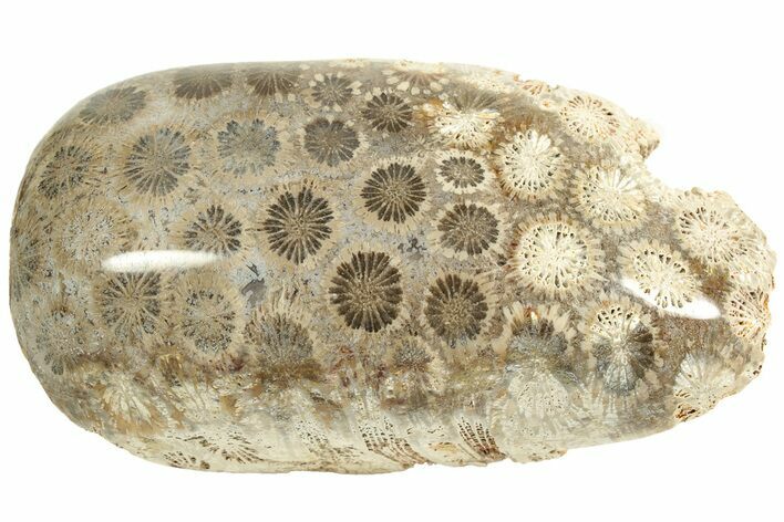 Polished Fossil Coral Head - Indonesia #210945